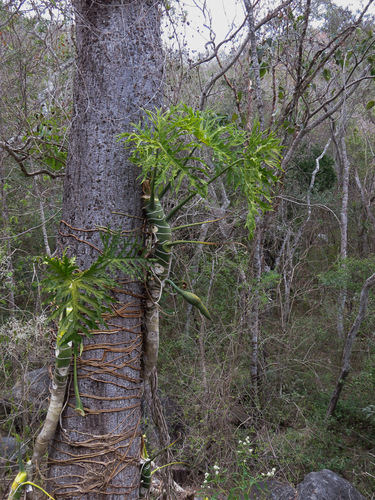 Philodendron warscewiczii — photo