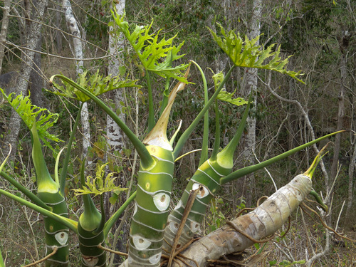 Philodendron warscewiczii