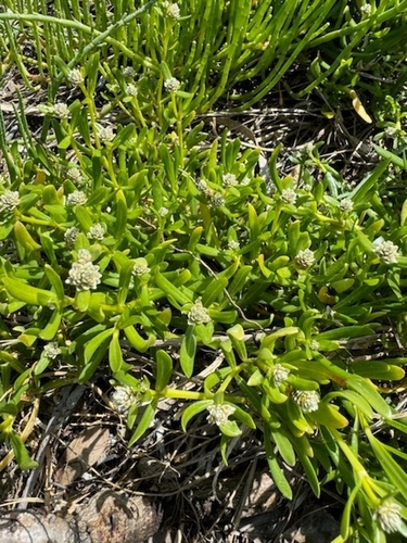 Philoxerus vermicularis — photo