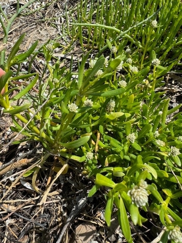 Philoxerus vermicularis — photo