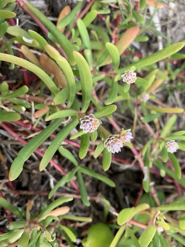 Philoxerus vermicularis