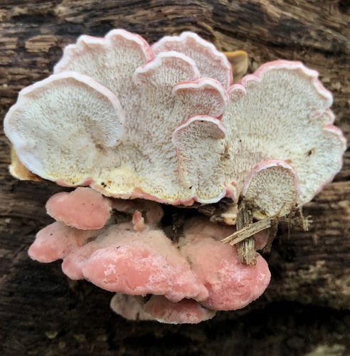 Phlebia incarnata (Coral-pink merulius) — photo