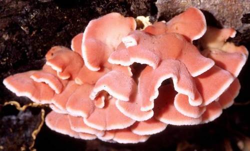 Phlebia incarnata (Coral-pink merulius) — photo