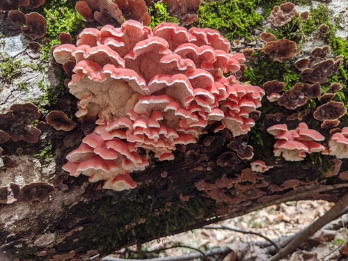 Phlebia incarnata