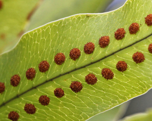 Phlebodium aureum (Hare's foot fern) — photo