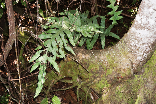 Phlebodium aureum (Hare's foot fern) — photo