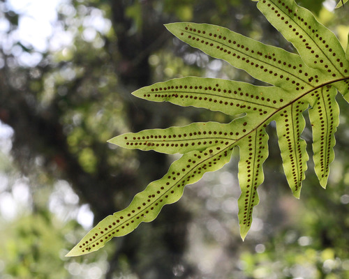 Phlebodium aureum