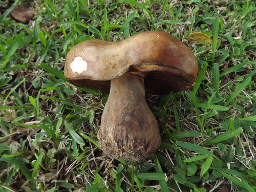 Phlebopus sudanicus