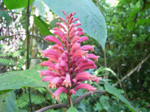Phlogacanthus curviflorus (Wild nongmangkha) — photo