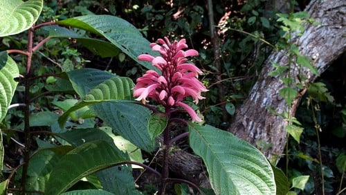 Phlogacanthus curviflorus var. menchanensis