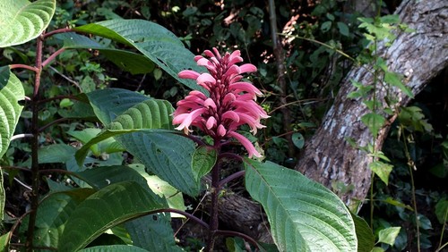 Phlogacanthus curviflorus