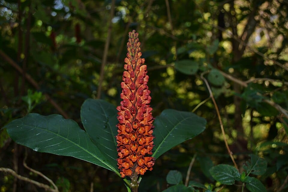 Phlogacanthus pubinervius — photo