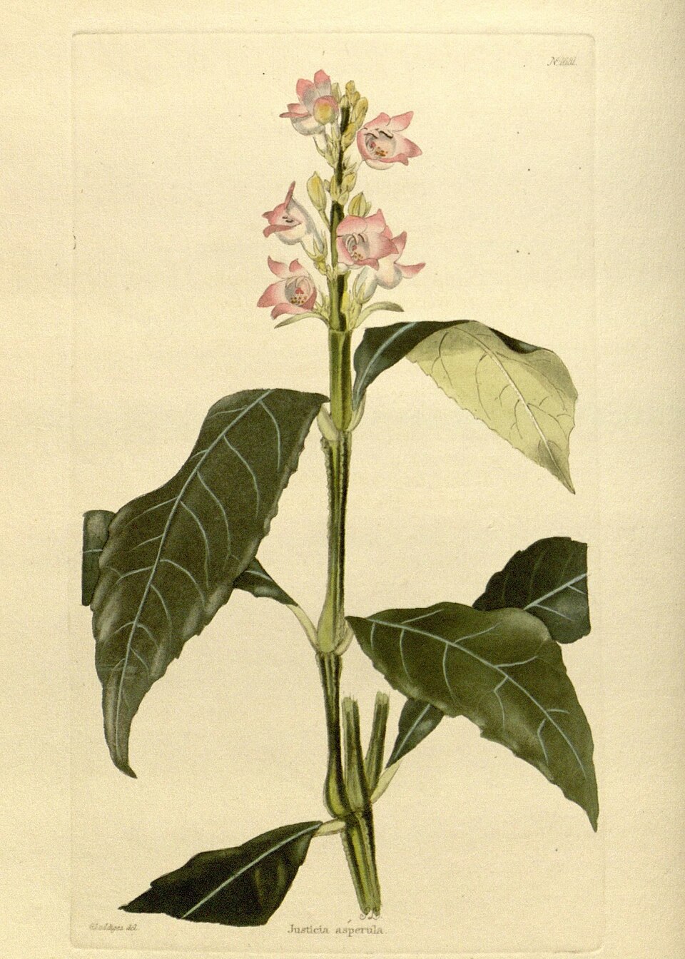 Phlogacanthus quadrangularis
