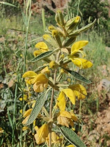 Phlomis armeniaca (Silvanok) — photo
