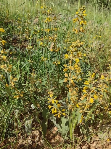 Phlomis armeniaca (Silvanok) — photo