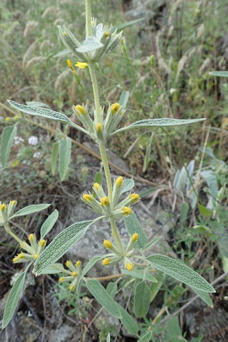 Phlomis armeniaca