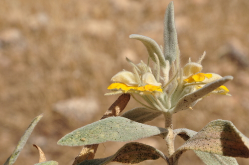 Phlomis bruguieri — photo