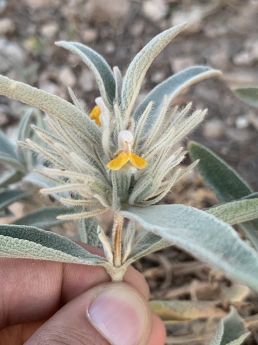 Phlomis bruguieri — photo