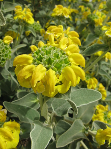 Phlomis fruticosa (Jerusalem sage) — photo