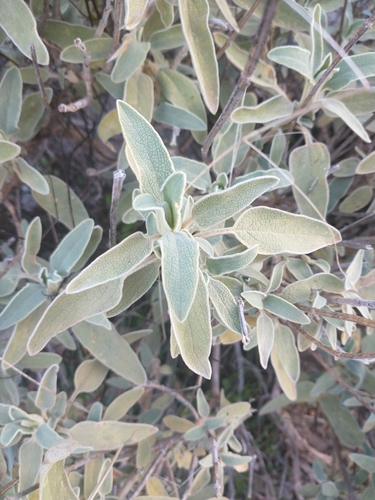 Phlomis fruticosa (Jerusalem sage) — photo