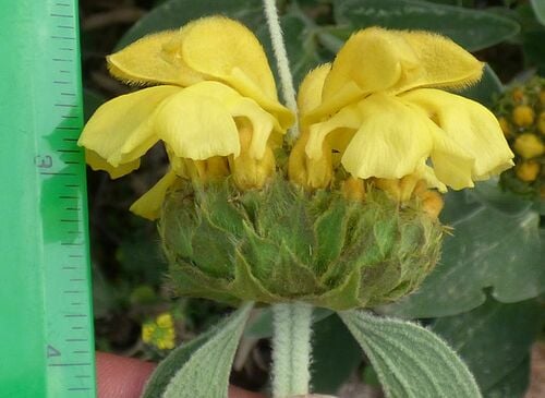 Phlomis fruticosa