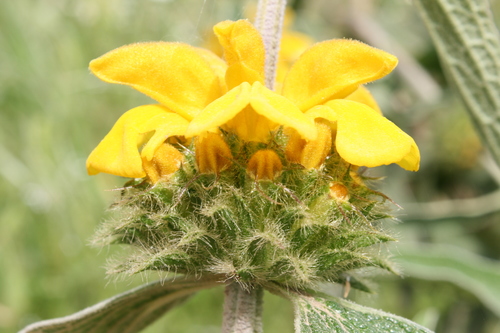 Phlomis grandiflora (Jerusalem sage) — photo