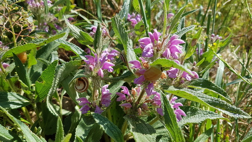 Phlomis herba-venti subsp. pungens — photo