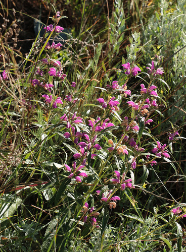 Phlomis herba-venti subsp. pungens — photo