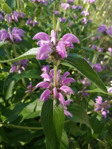 Phlomis herba-venti subsp. pungens