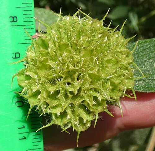Phlomis lunariifolia (Eastern Mediterranean Jerusalem Sage) — photo