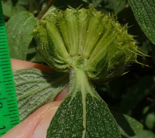 Phlomis lunariifolia (Eastern Mediterranean Jerusalem Sage) — photo