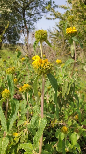 Phlomis lunariifolia