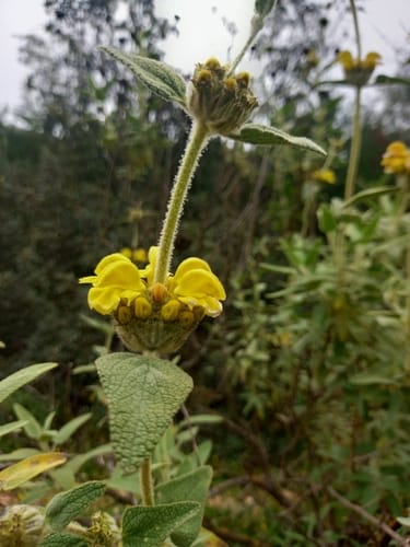 Phlomis lycia (Jerusalem sage) — photo