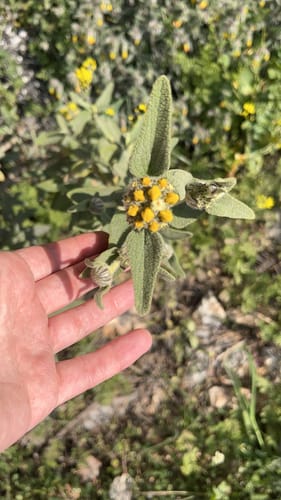 Phlomis lycia (Jerusalem sage) — photo