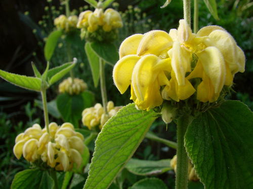 Phlomis russeliana — photo