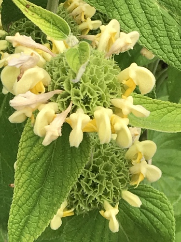 Phlomis russeliana — photo
