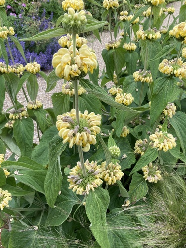 Phlomis russeliana
