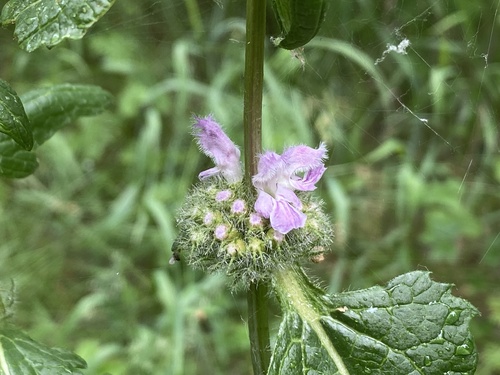 Phlomis tuberosa (Tuberous Jerusalem Sage) — photo