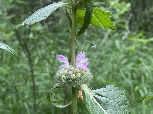 Phlomis tuberosa (Tuberous Jerusalem Sage) — photo