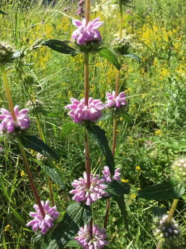 Phlomis tuberosa