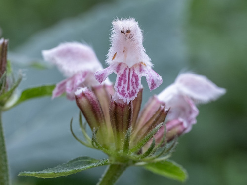 Phlomoides umbrosa — photo