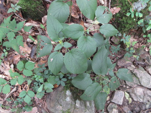 Phlomoides umbrosa — photo