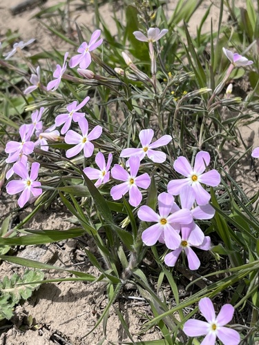 Phlox longifolia (Cold desert phlox) — photo