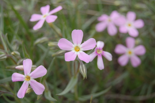 Phlox longifolia (Cold desert phlox) — photo
