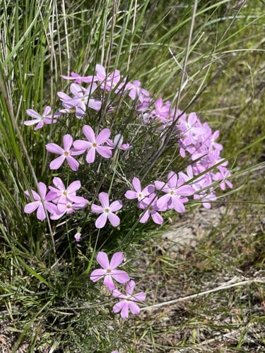 Phlox longifolia