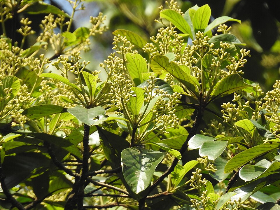 Phoebe cooperiana