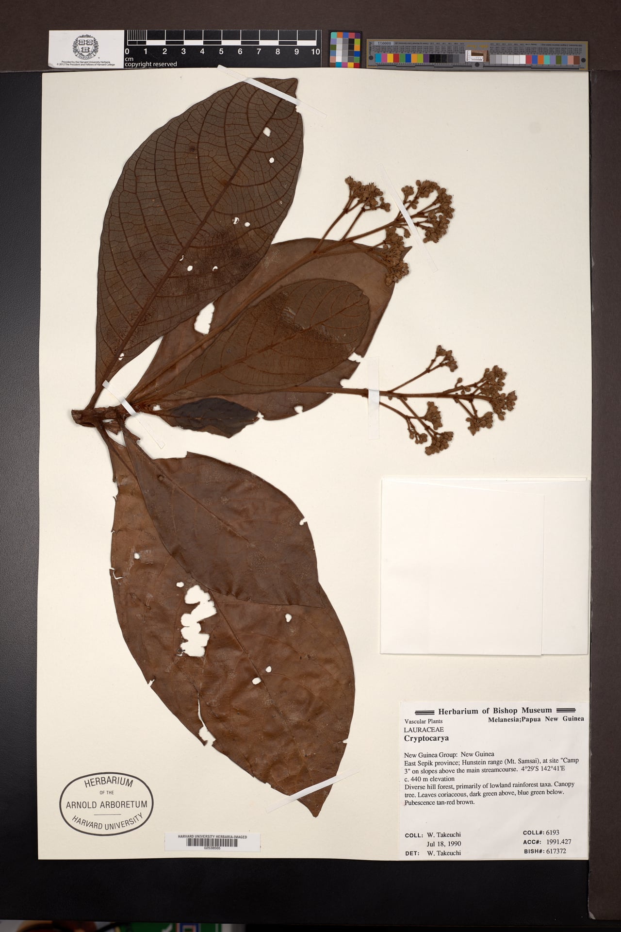 Phoebe forbesii