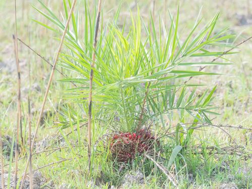 Phoenix acaulis (Stemless Date palm) — photo