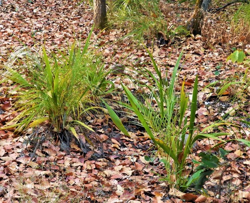 Phoenix acaulis (Stemless Date palm) — photo