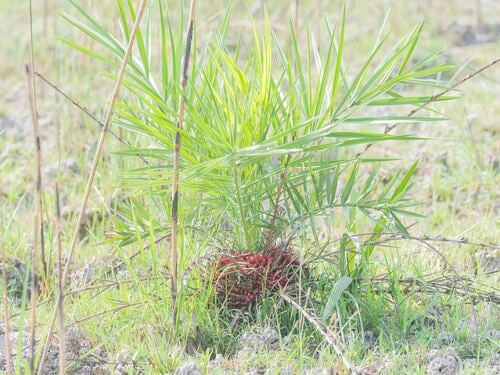 Phoenix acaulis